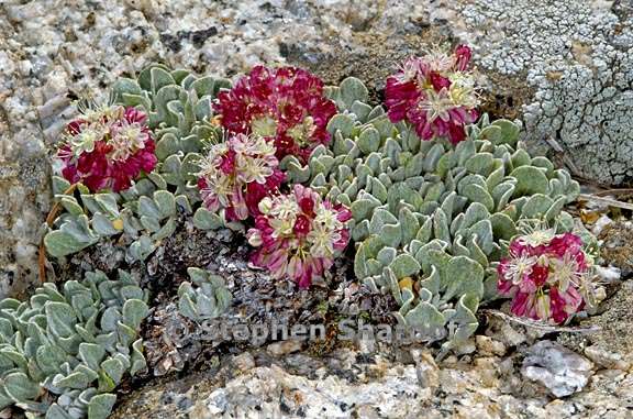 eriogonum ovalifolium var nivale 1 graphic